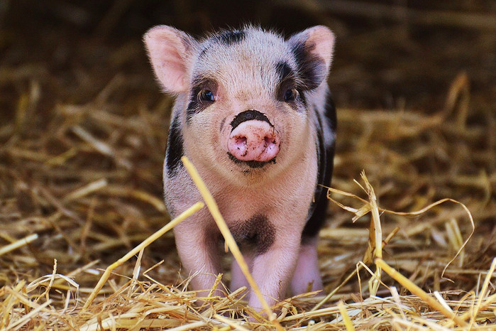 Tổng hợp hình ảnh con lợn đẹp nhất – con lợn ủn ỉn tạo dáng đáng yêu - [Kích thước hình ảnh: 699x466 px]