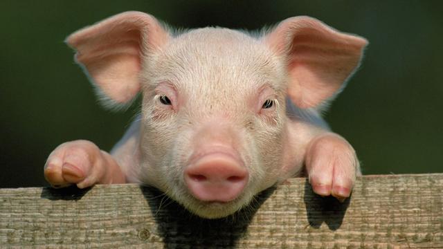 Tổng hợp hình ảnh con lợn đẹp nhất – con lợn ủn ỉn tạo dáng đáng yêu - [Kích thước hình ảnh: 640x360 px]