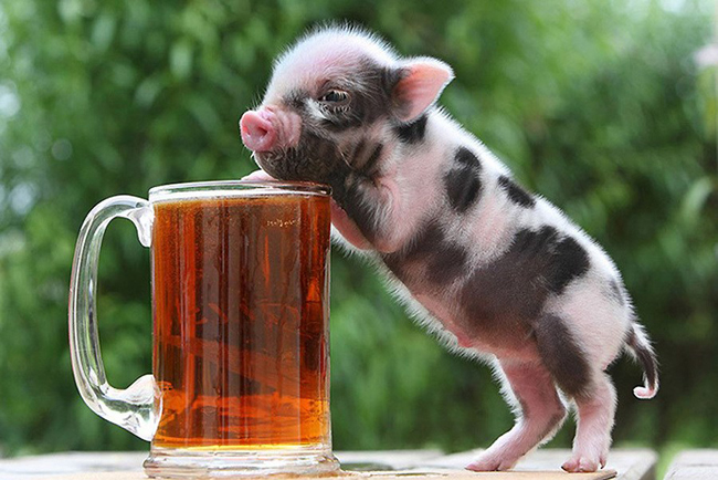 Tổng hợp hình ảnh con lợn đẹp nhất – con lợn ủn ỉn tạo dáng đáng yêu - [Kích thước hình ảnh: 650x434 px]