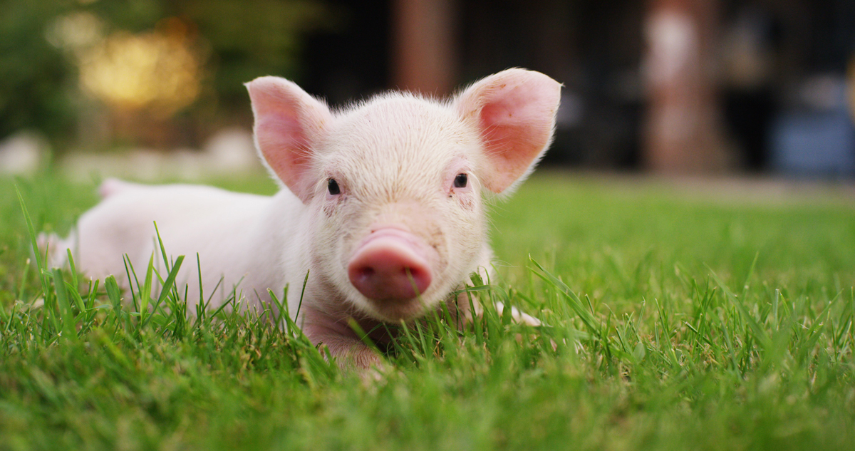 Tổng hợp hình ảnh con lợn đẹp nhất – con lợn ủn ỉn tạo dáng đáng yêu - [Kích thước hình ảnh: 1200x633 px]
