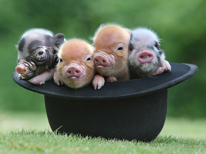 Tổng hợp hình ảnh con lợn đẹp nhất – con lợn ủn ỉn tạo dáng đáng yêu - [Kích thước hình ảnh: 667x500 px]