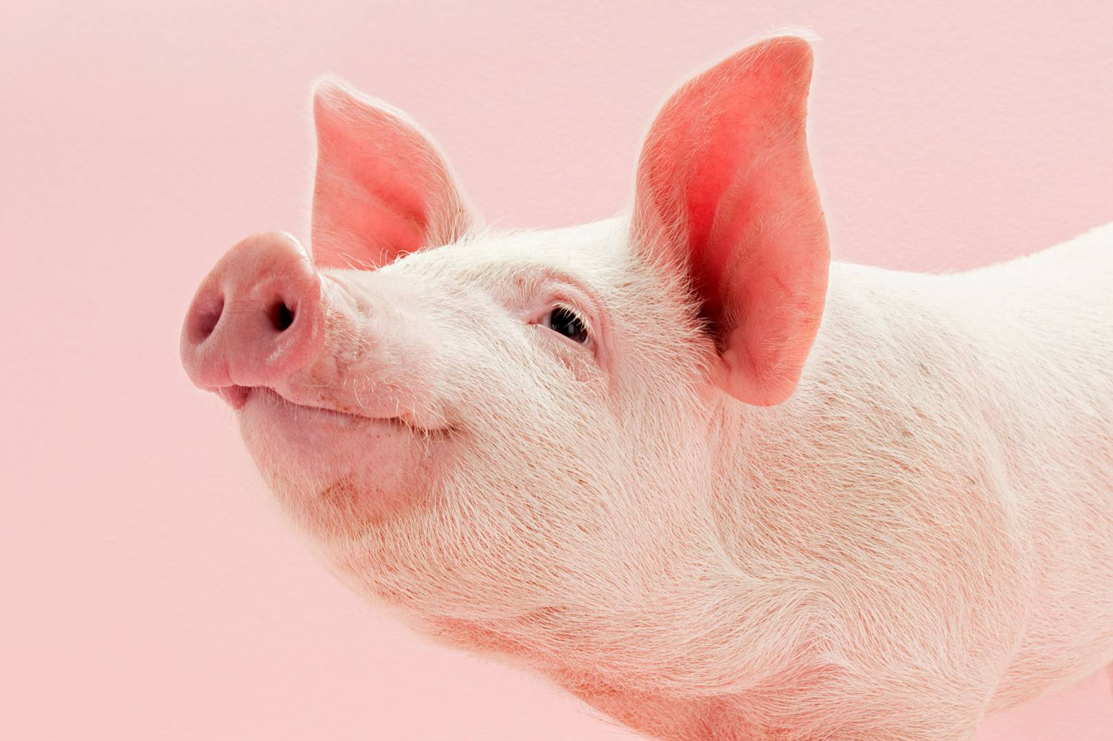 Tổng hợp hình ảnh con lợn đẹp nhất – con lợn ủn ỉn tạo dáng đáng yêu - [Kích thước hình ảnh: 1620x1079 px]