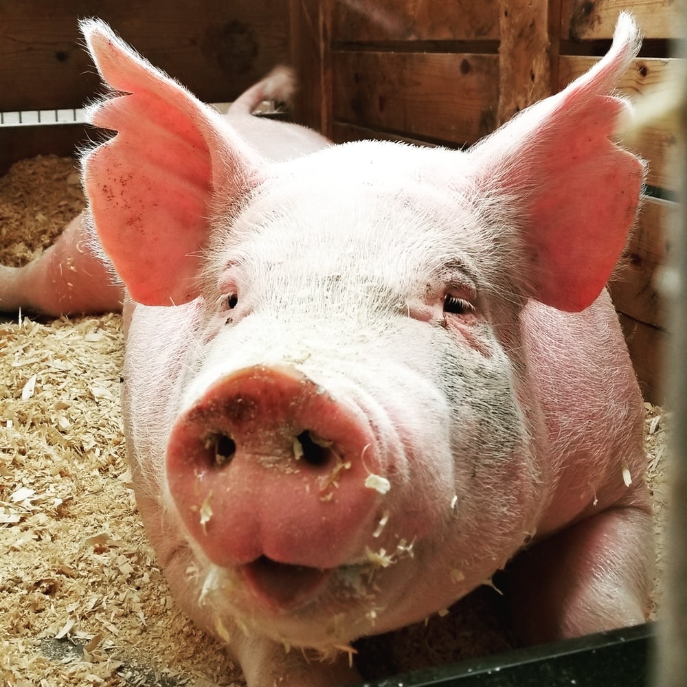 Tổng hợp hình ảnh con lợn đẹp nhất – con lợn ủn ỉn tạo dáng đáng yêu - [Kích thước hình ảnh: 1000x1000 px]