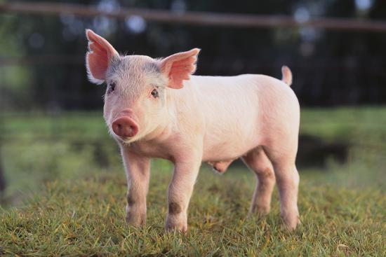 Tổng hợp hình ảnh con lợn đẹp nhất – con lợn ủn ỉn tạo dáng đáng yêu - [Kích thước hình ảnh: 550x367 px]