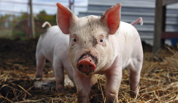 Tổng hợp hình ảnh con lợn đẹp nhất – con lợn ủn ỉn tạo dáng đáng yêu - [Kích thước hình ảnh: 600x347 px]
