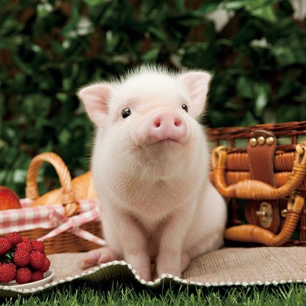 Tổng hợp hình ảnh con lợn đẹp nhất – con lợn ủn ỉn tạo dáng đáng yêu - [Kích thước hình ảnh: 600x600 px]