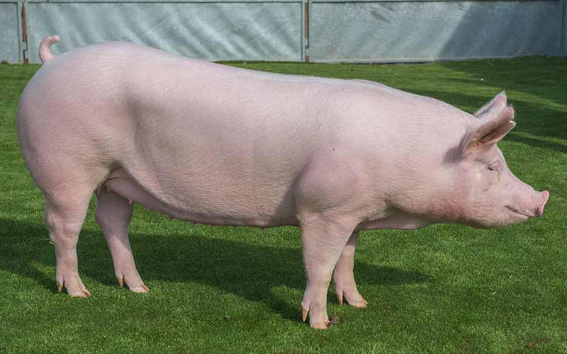 Tổng hợp hình ảnh con lợn đẹp nhất – con lợn ủn ỉn tạo dáng đáng yêu - [Kích thước hình ảnh: 800x500 px]