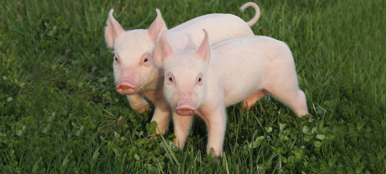 Tổng hợp hình ảnh con lợn đẹp nhất – con lợn ủn ỉn tạo dáng đáng yêu - [Kích thước hình ảnh: 1263x570 px]