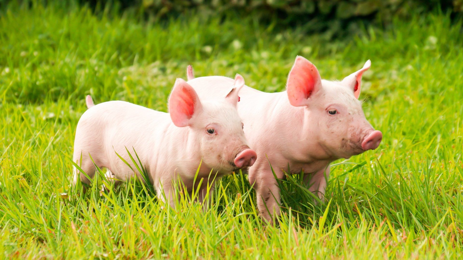 Tổng hợp hình ảnh con lợn đẹp nhất – con lợn ủn ỉn tạo dáng đáng yêu - [Kích thước hình ảnh: 1920x1080 px]