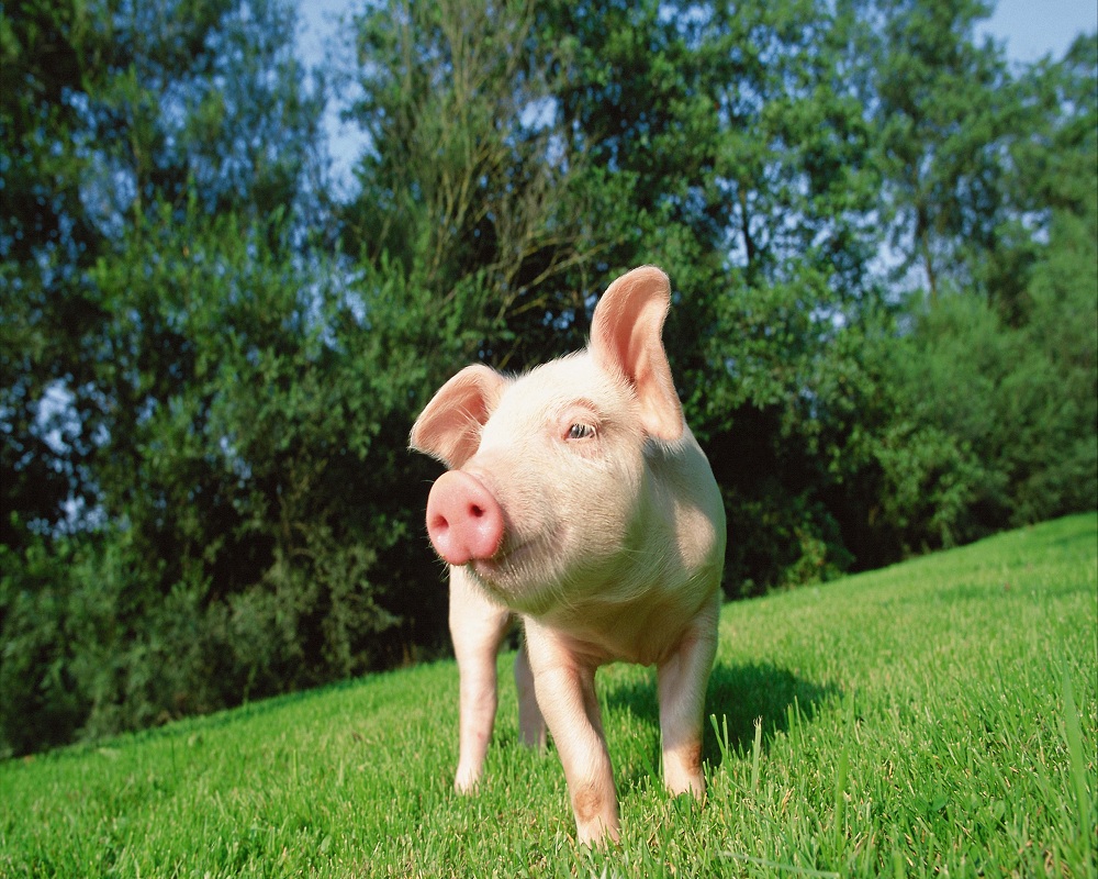 Tổng hợp hình ảnh con lợn đẹp nhất – con lợn ủn ỉn tạo dáng đáng yêu - [Kích thước hình ảnh: 1000x800 px]