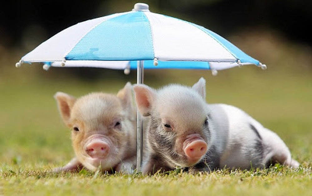 Tổng hợp hình ảnh con lợn đẹp nhất – con lợn ủn ỉn tạo dáng đáng yêu - [Kích thước hình ảnh: 1000x629 px]
