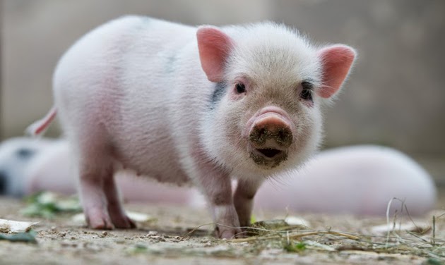 Tổng hợp hình ảnh con lợn đẹp nhất – con lợn ủn ỉn tạo dáng đáng yêu - [Kích thước hình ảnh: 630x376 px]