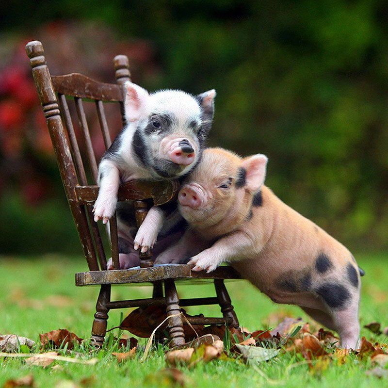 Tổng hợp hình ảnh con lợn đẹp nhất – con lợn ủn ỉn tạo dáng đáng yêu - [Kích thước hình ảnh: 800x800 px]