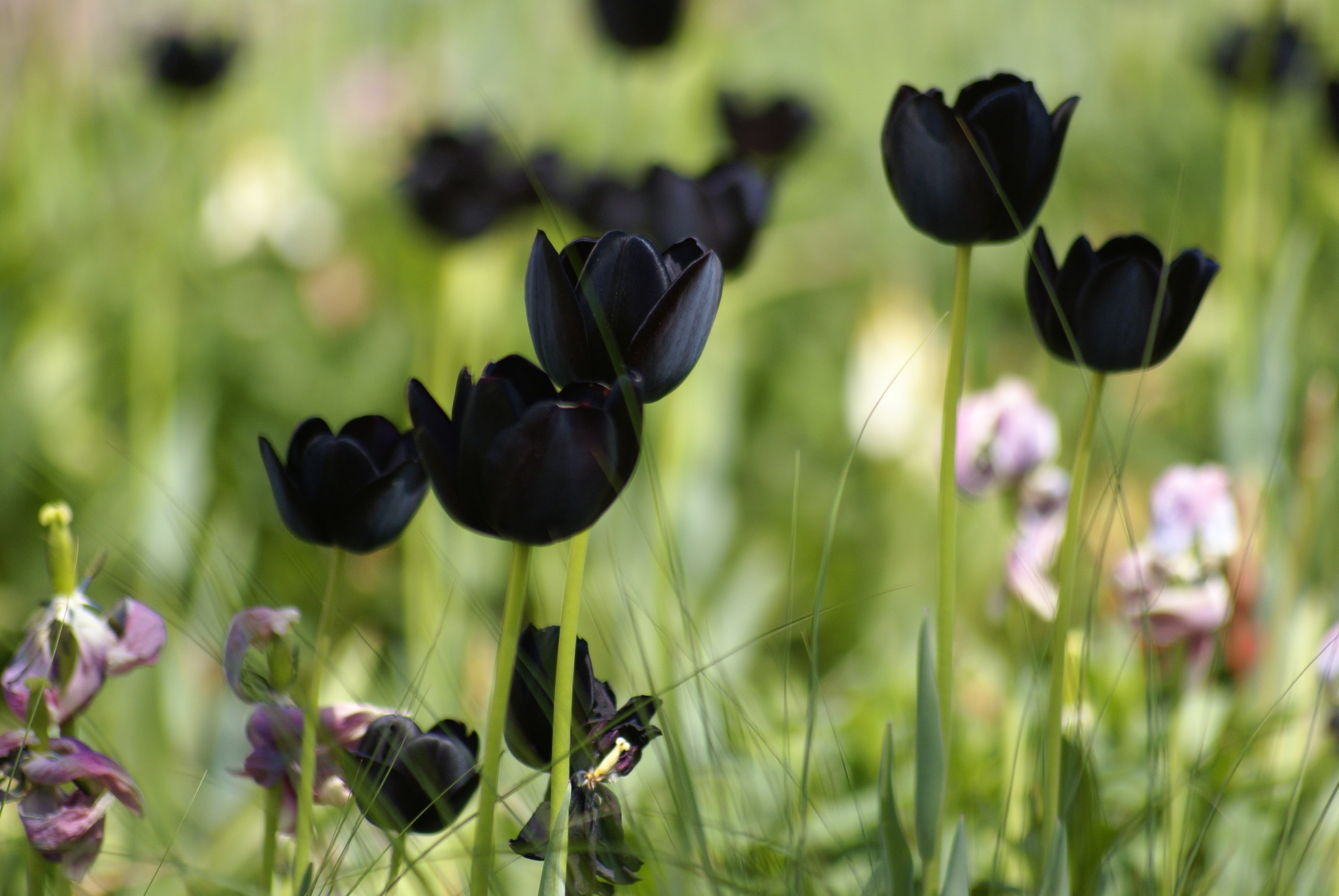 Tuyển tập hình ảnh hoa tulip đen đẹp nhất – Loài hoa chân thành, thủy chung - [Kích thước hình ảnh: 2048x1371 px]
