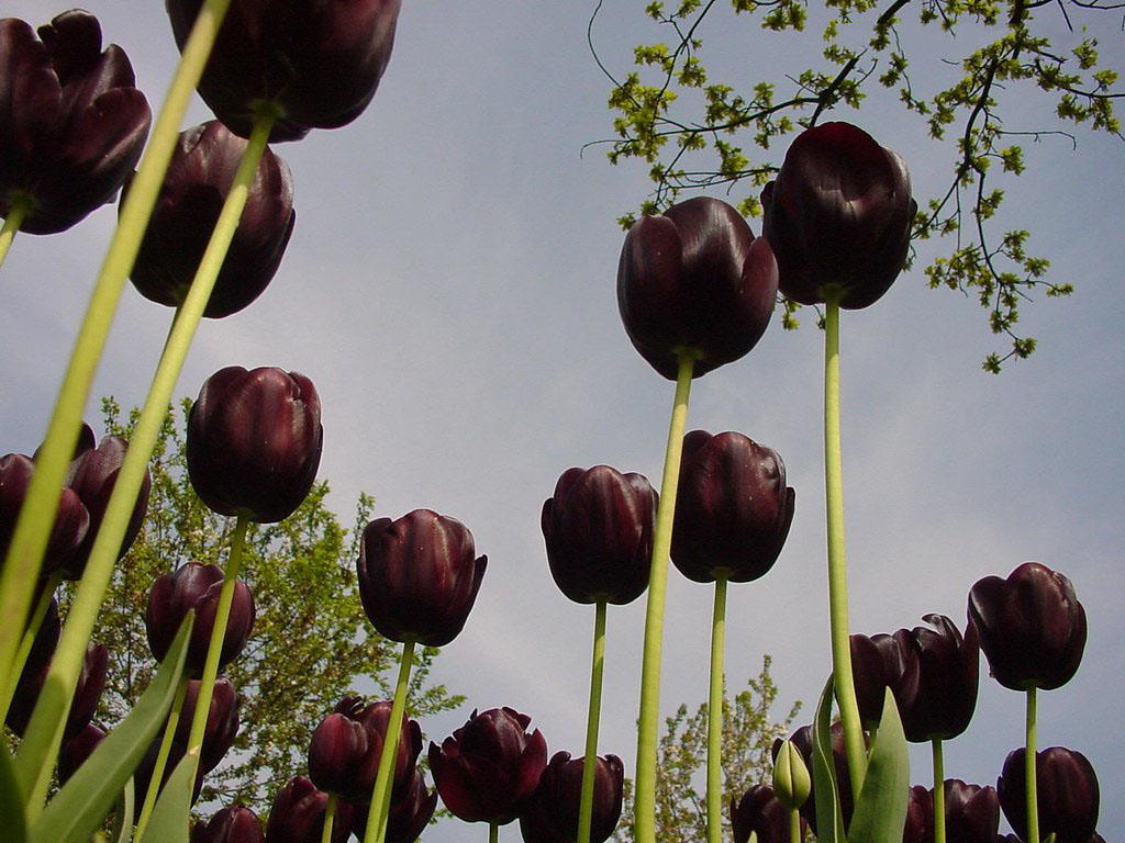 Tuyển tập hình ảnh hoa tulip đen đẹp nhất – Loài hoa chân thành, thủy chung - [Kích thước hình ảnh: 1024x768 px]