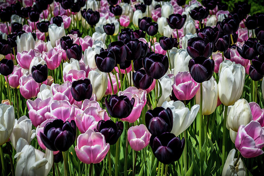 Tuyển tập hình ảnh hoa tulip đen đẹp nhất – Loài hoa chân thành, thủy chung - [Kích thước hình ảnh: 900x600 px]