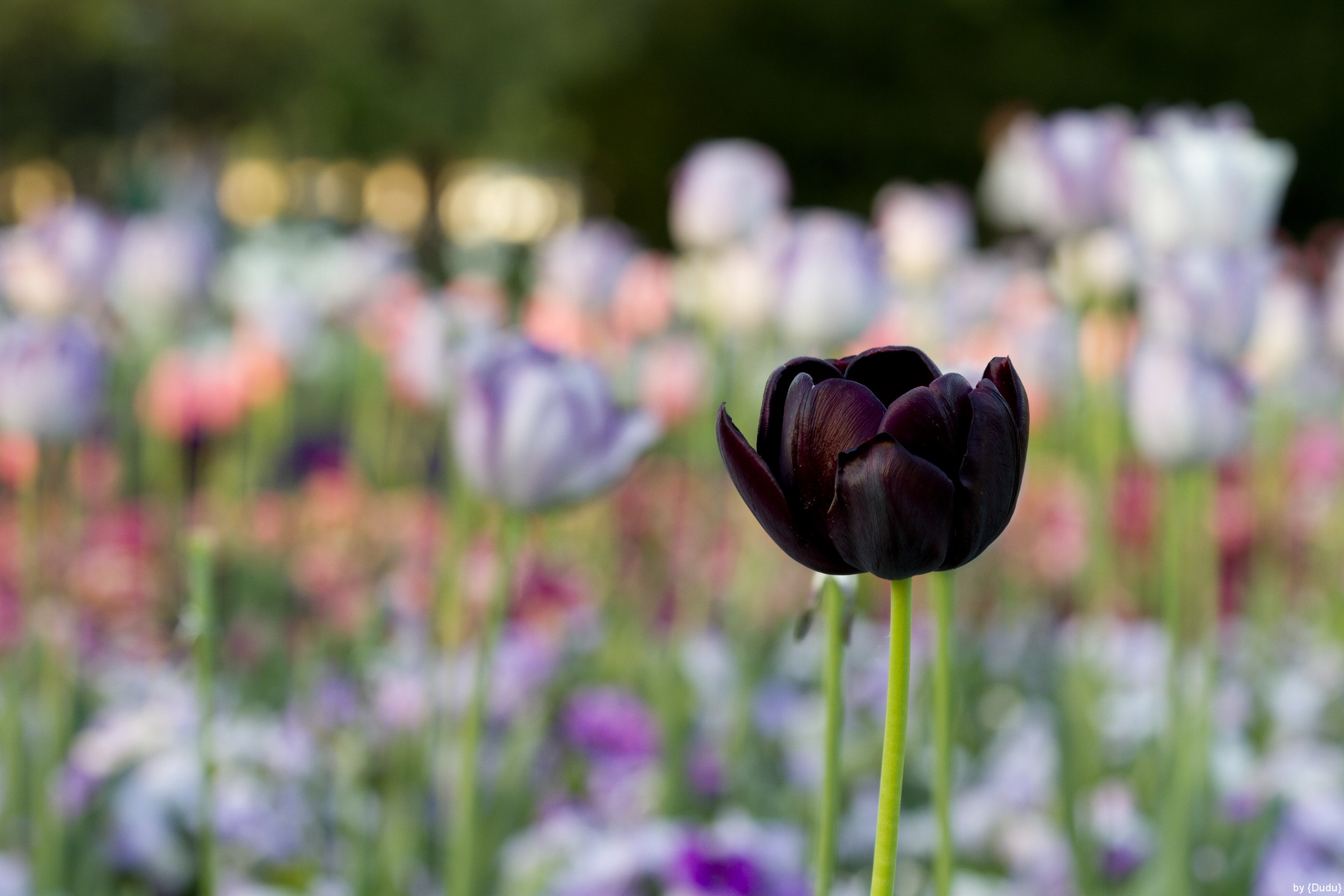 Tuyển tập hình ảnh hoa tulip đen đẹp nhất – Loài hoa chân thành, thủy chung - [Kích thước hình ảnh: 2592x1728 px]