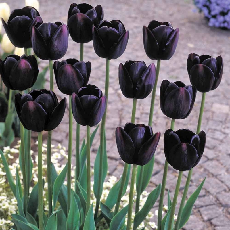 Tuyển tập hình ảnh hoa tulip đen đẹp nhất – Loài hoa chân thành, thủy chung - [Kích thước hình ảnh: 800x800 px]
