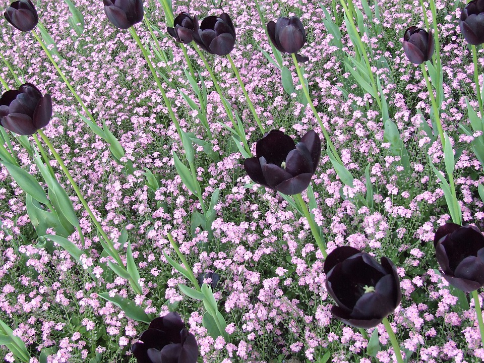 Tuyển tập hình ảnh hoa tulip đen đẹp nhất – Loài hoa chân thành, thủy chung - [Kích thước hình ảnh: 960x720 px]