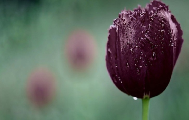 Tuyển tập hình ảnh hoa tulip đen đẹp nhất – Loài hoa chân thành, thủy chung - [Kích thước hình ảnh: 800x510 px]