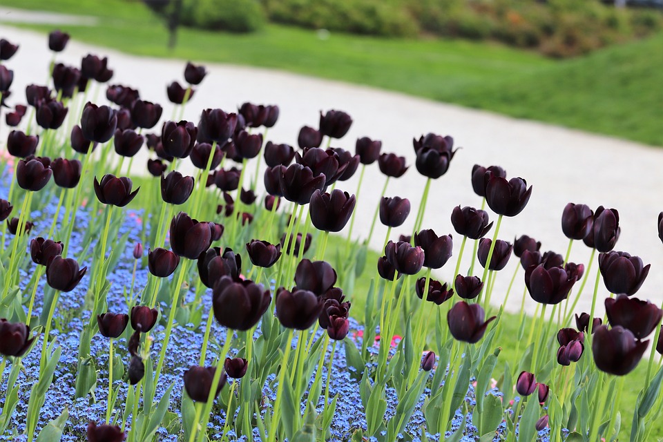 Tuyển tập hình ảnh hoa tulip đen đẹp nhất – Loài hoa chân thành, thủy chung - [Kích thước hình ảnh: 960x640 px]