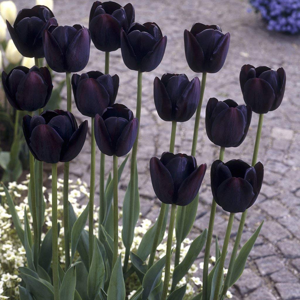 Tuyển tập hình ảnh hoa tulip đen đẹp nhất – Loài hoa chân thành, thủy chung - [Kích thước hình ảnh: 1024x1024 px]