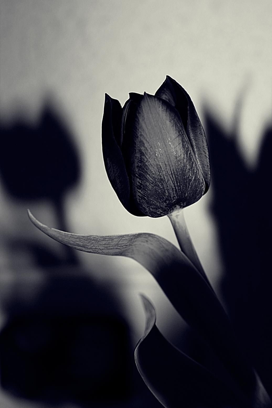 Tuyển tập hình ảnh hoa tulip đen đẹp nhất – Loài hoa chân thành, thủy chung - [Kích thước hình ảnh: 1037x1556 px]