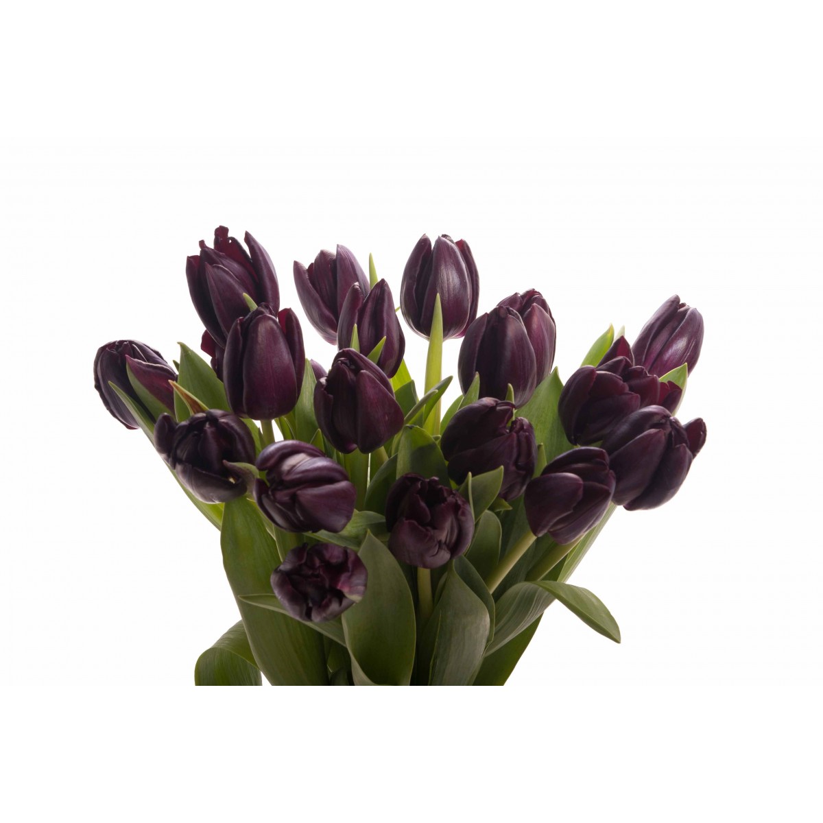 Tuyển tập hình ảnh hoa tulip đen đẹp nhất – Loài hoa chân thành, thủy chung - [Kích thước hình ảnh: 1200x1200 px]