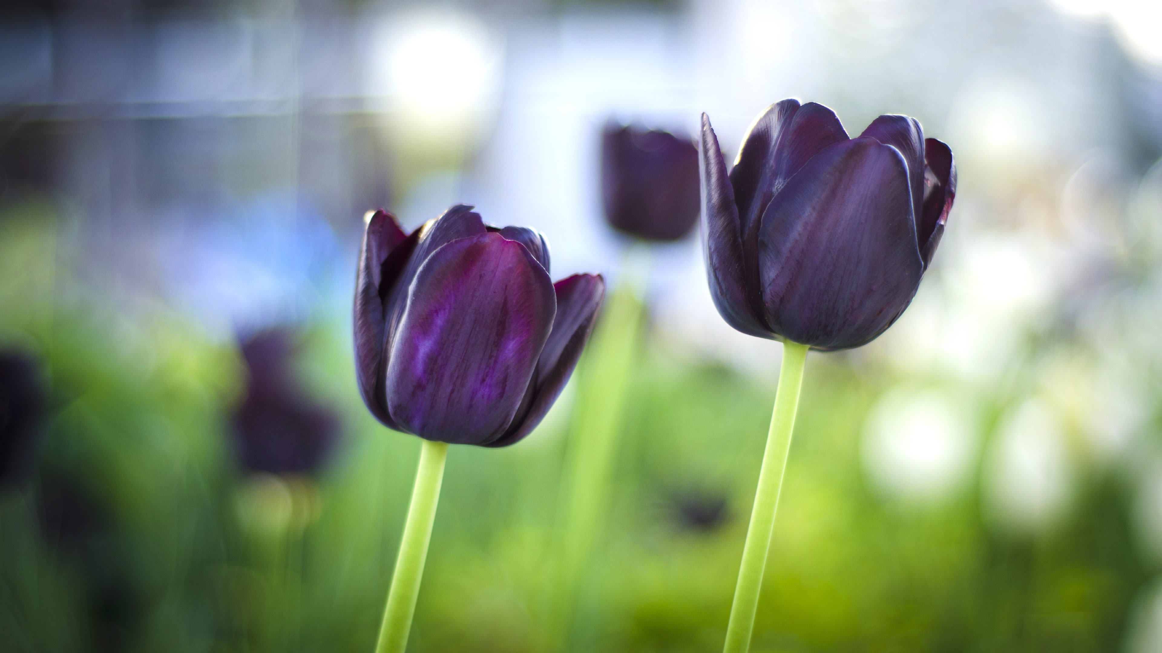 Tuyển tập hình ảnh hoa tulip đen đẹp nhất – Loài hoa chân thành, thủy chung - [Kích thước hình ảnh: 3840x2160 px]