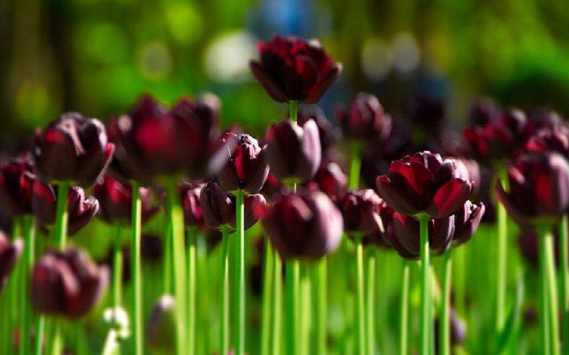 Tuyển tập hình ảnh hoa tulip đen đẹp nhất – Loài hoa chân thành, thủy chung - [Kích thước hình ảnh: 800x500 px]