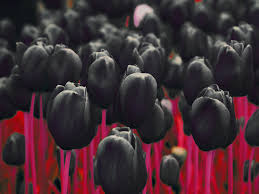 Tuyển tập hình ảnh hoa tulip đen đẹp nhất – Loài hoa chân thành, thủy chung - [Kích thước hình ảnh: 259x194 px]