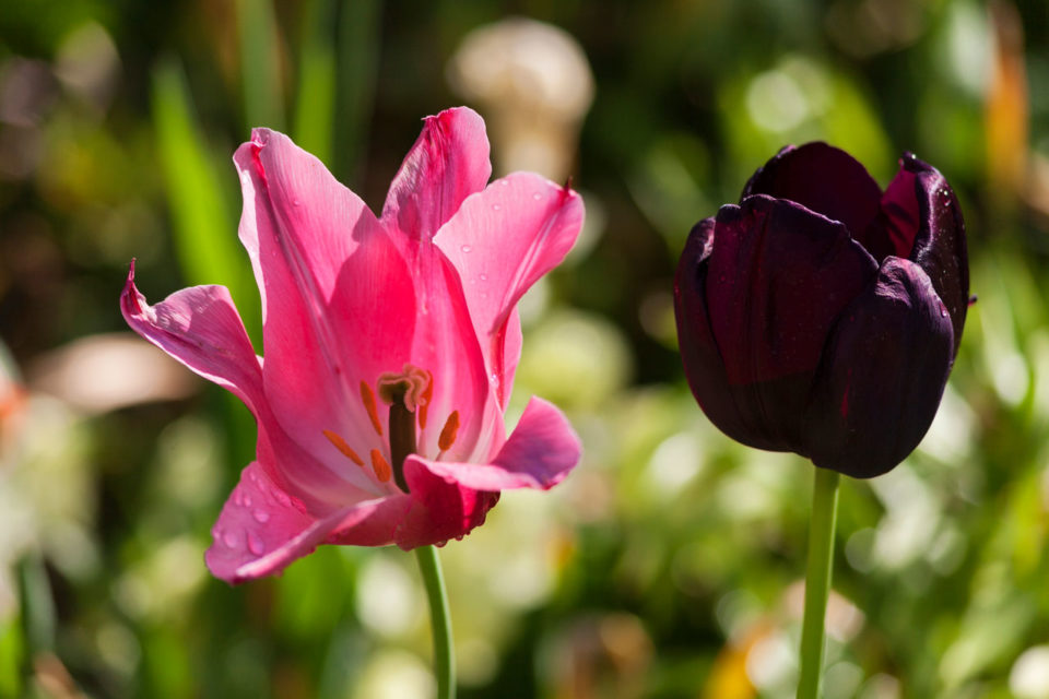 Tuyển tập hình ảnh hoa tulip đen đẹp nhất – Loài hoa chân thành, thủy chung - [Kích thước hình ảnh: 960x640 px]