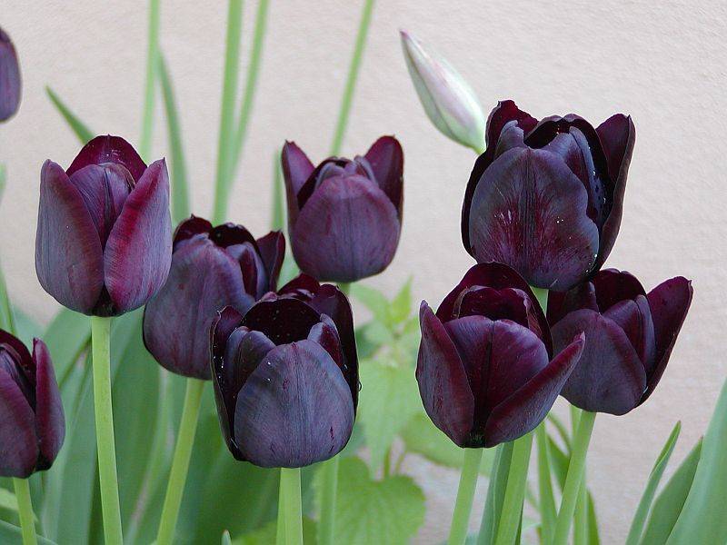 Tuyển tập hình ảnh hoa tulip đen đẹp nhất – Loài hoa chân thành, thủy chung - [Kích thước hình ảnh: 800x600 px]