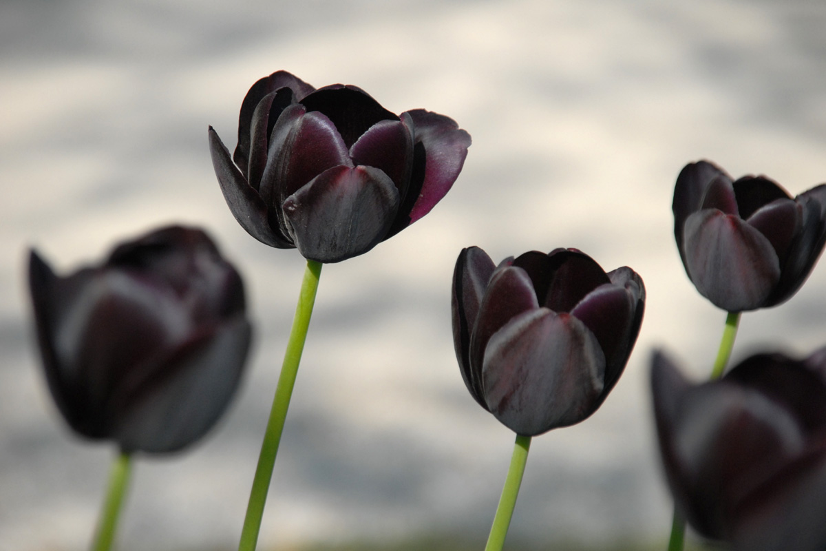Tuyển tập hình ảnh hoa tulip đen đẹp nhất – Loài hoa chân thành, thủy chung - [Kích thước hình ảnh: 1200x800 px]