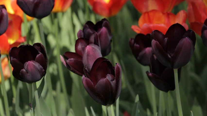 Tuyển tập hình ảnh hoa tulip đen đẹp nhất – Loài hoa chân thành, thủy chung - [Kích thước hình ảnh: 852x480 px]