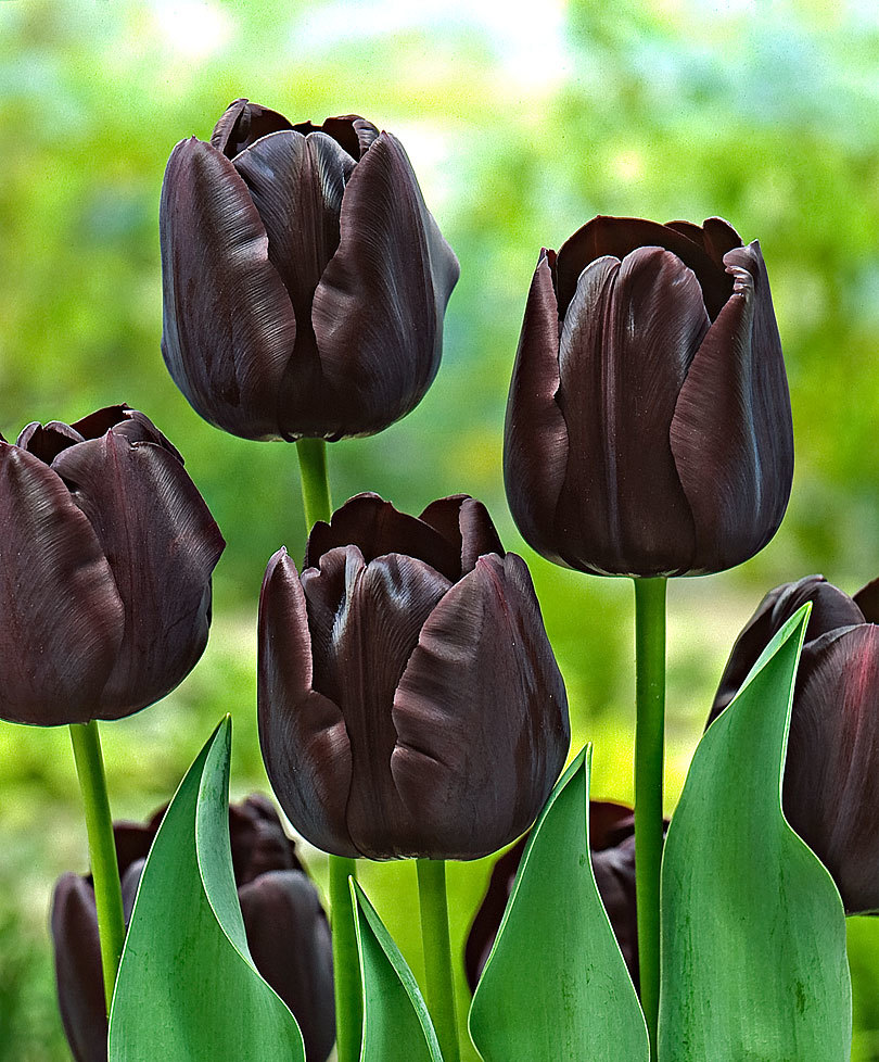 Tuyển tập hình ảnh hoa tulip đen đẹp nhất – Loài hoa chân thành, thủy chung - [Kích thước hình ảnh: 810x978 px]
