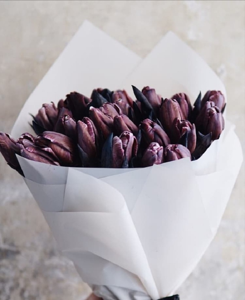 Tuyển tập hình ảnh hoa tulip đen đẹp nhất – Loài hoa chân thành, thủy chung - [Kích thước hình ảnh: 800x980 px]