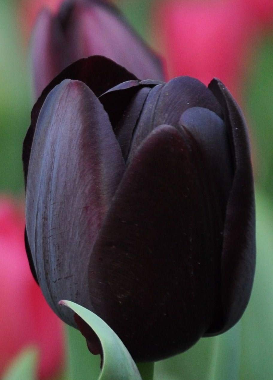 Tuyển tập hình ảnh hoa tulip đen đẹp nhất – Loài hoa chân thành, thủy chung - [Kích thước hình ảnh: 912x1267 px]