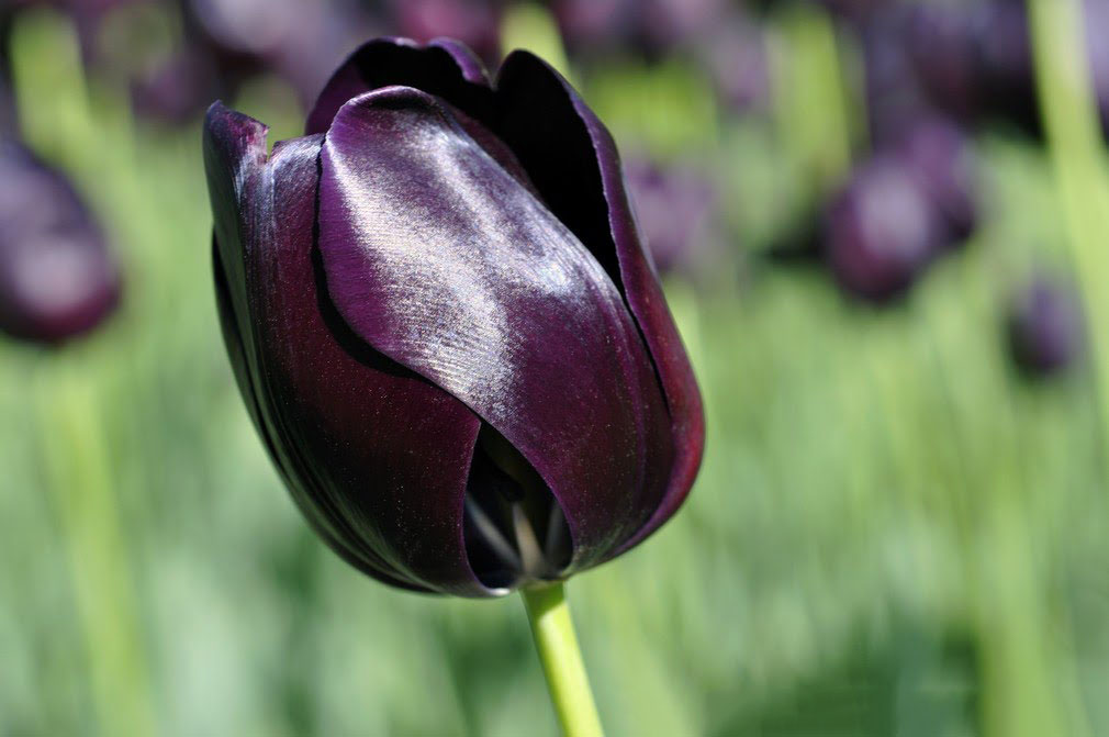 Tuyển tập hình ảnh hoa tulip đen đẹp nhất – Loài hoa chân thành, thủy chung - [Kích thước hình ảnh: 1010x671 px]
