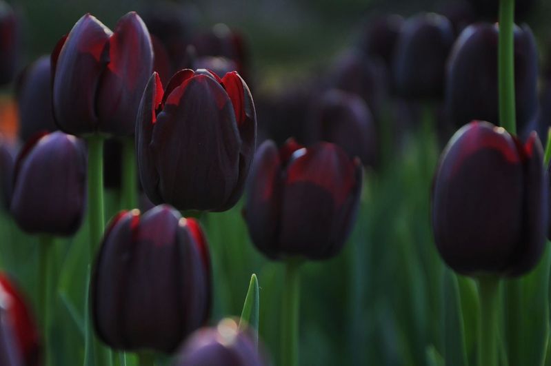 Tuyển tập hình ảnh hoa tulip đen đẹp nhất – Loài hoa chân thành, thủy chung - [Kích thước hình ảnh: 799x531 px]