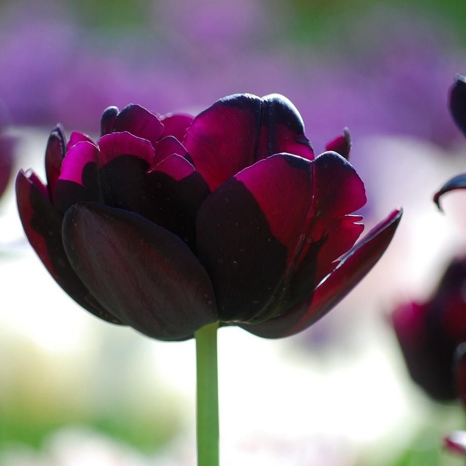 Tuyển tập hình ảnh hoa tulip đen đẹp nhất – Loài hoa chân thành, thủy chung - [Kích thước hình ảnh: 920x920 px]