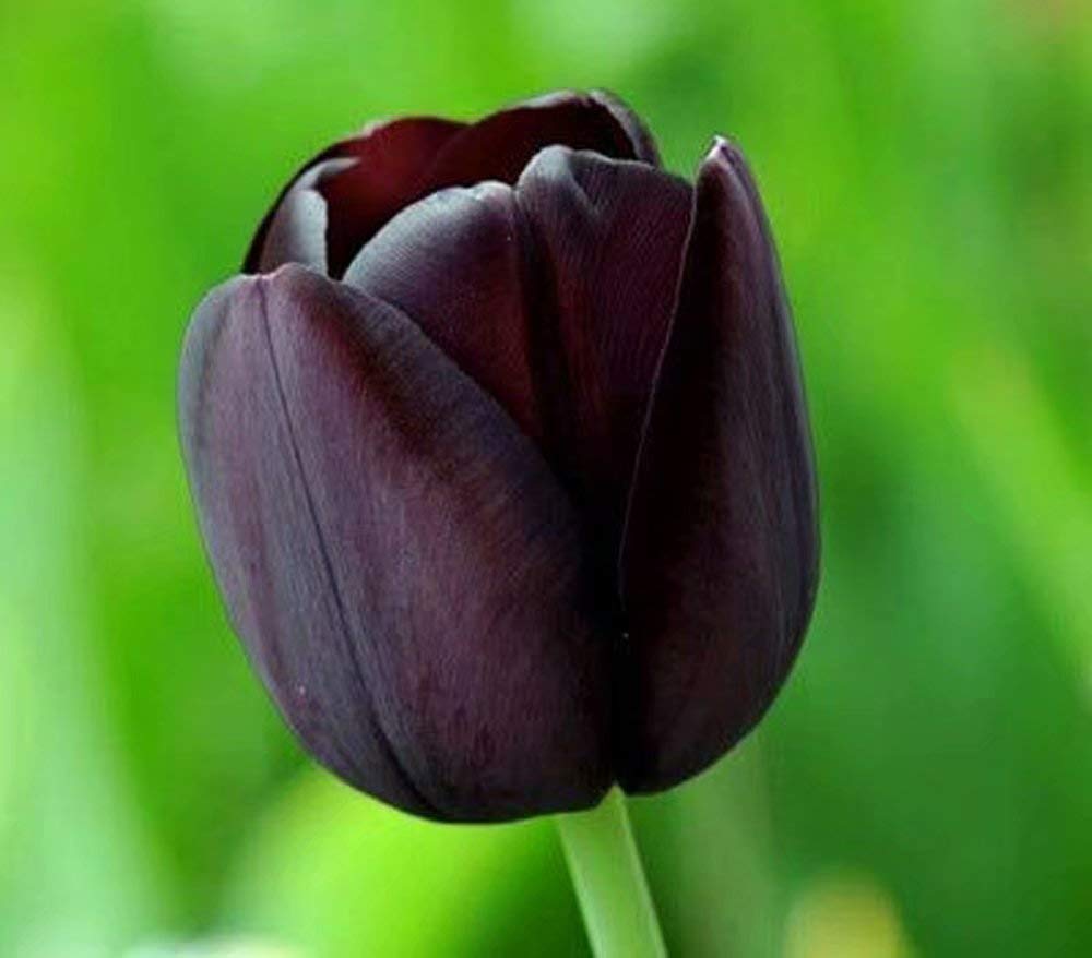 Tuyển tập hình ảnh hoa tulip đen đẹp nhất – Loài hoa chân thành, thủy chung - [Kích thước hình ảnh: 1000x878 px]