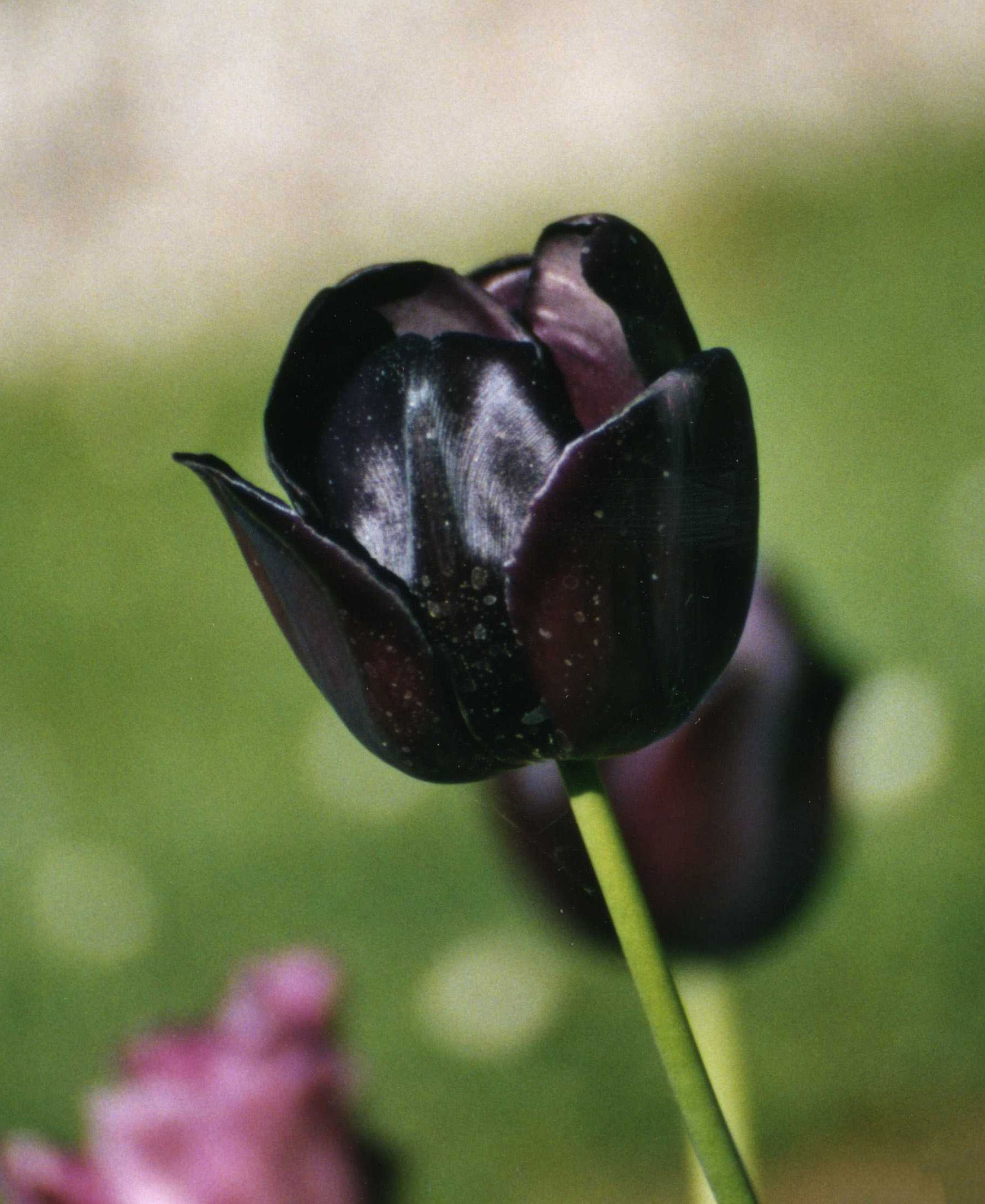 Tuyển tập hình ảnh hoa tulip đen đẹp nhất – Loài hoa chân thành, thủy chung - [Kích thước hình ảnh: 1805x2206 px]