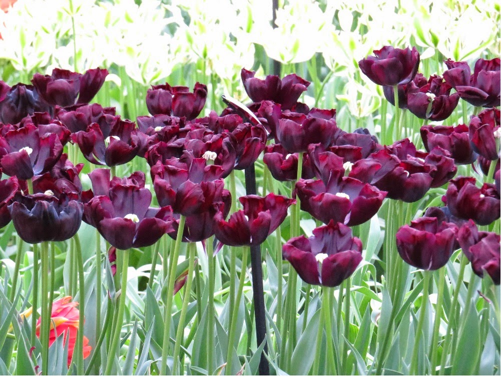 Tuyển tập hình ảnh hoa tulip đen đẹp nhất – Loài hoa chân thành, thủy chung - [Kích thước hình ảnh: 1001x753 px]