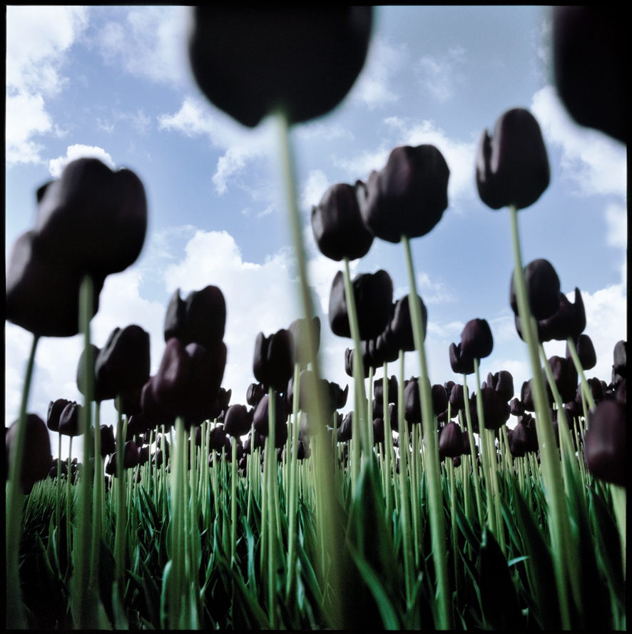 Tuyển tập hình ảnh hoa tulip đen đẹp nhất – Loài hoa chân thành, thủy chung - [Kích thước hình ảnh: 886x889 px]