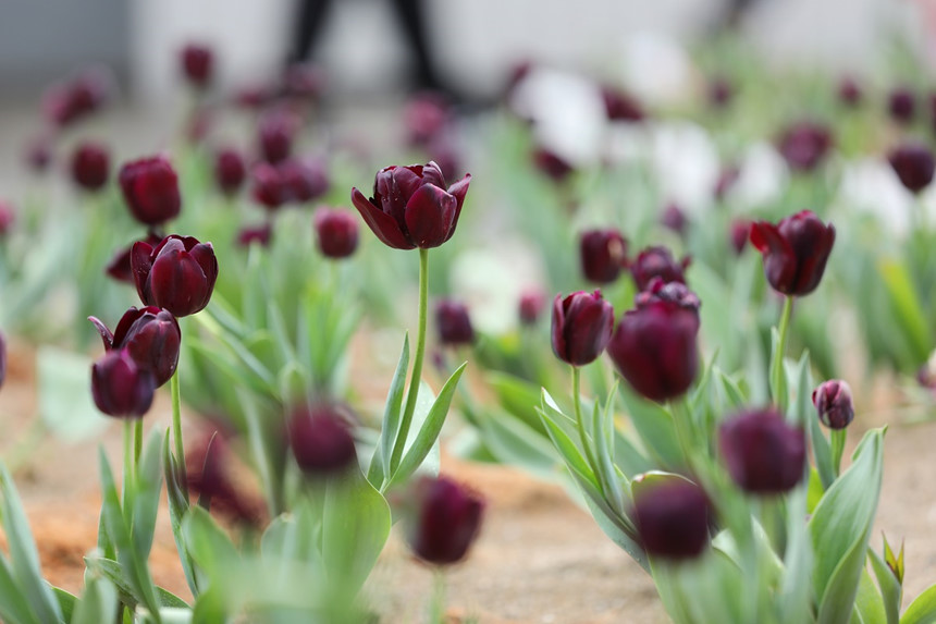 Tuyển tập hình ảnh hoa tulip đen đẹp nhất – Loài hoa chân thành, thủy chung - [Kích thước hình ảnh: 860x573 px]