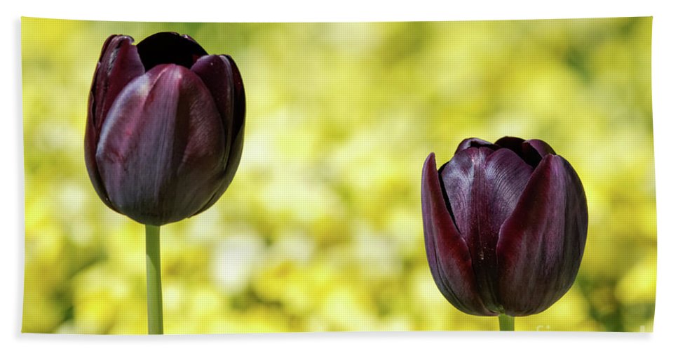 Tuyển tập hình ảnh hoa tulip đen đẹp nhất – Loài hoa chân thành, thủy chung - [Kích thước hình ảnh: 967x500 px]