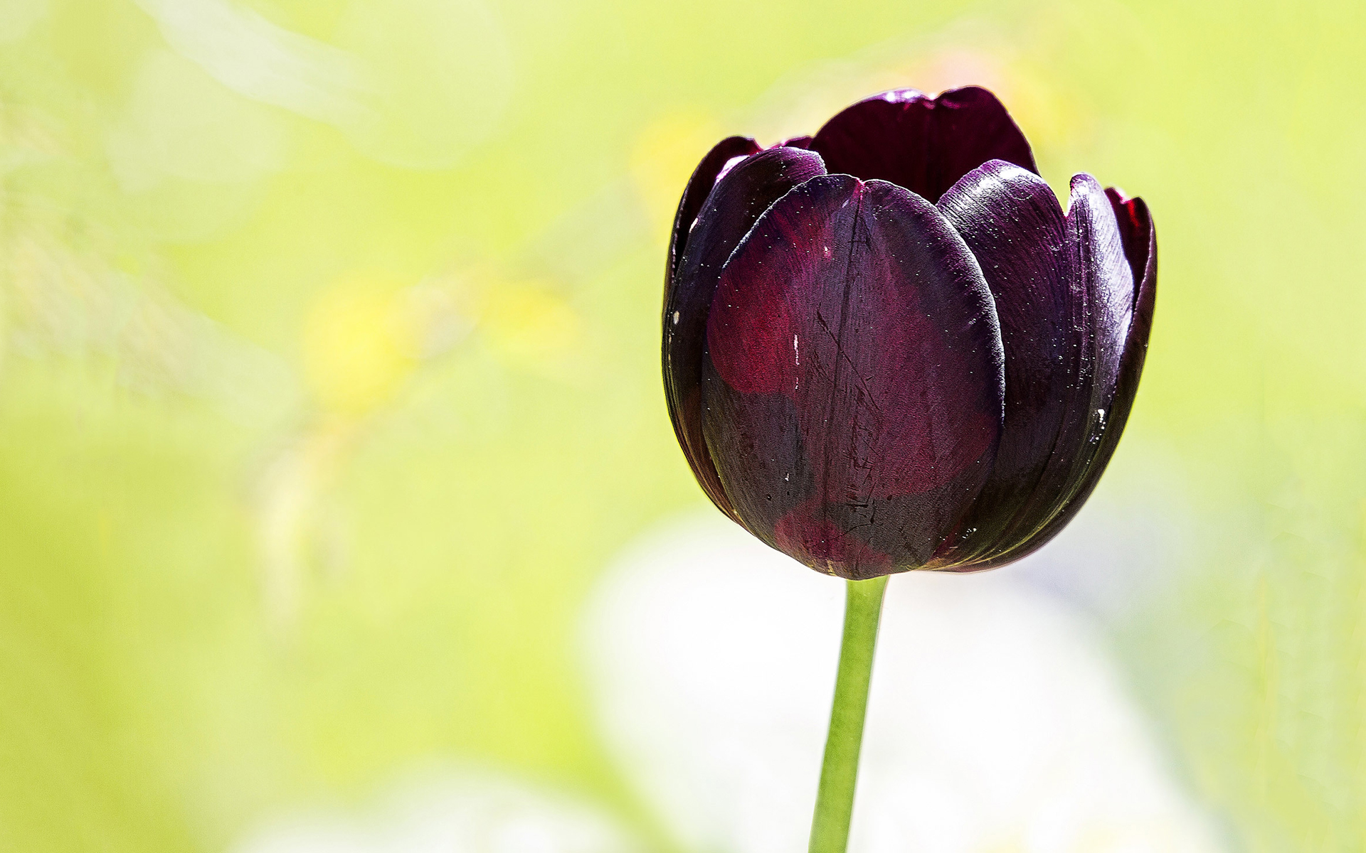 Tuyển tập hình ảnh hoa tulip đen đẹp nhất – Loài hoa chân thành, thủy chung - [Kích thước hình ảnh: 1920x1200 px]