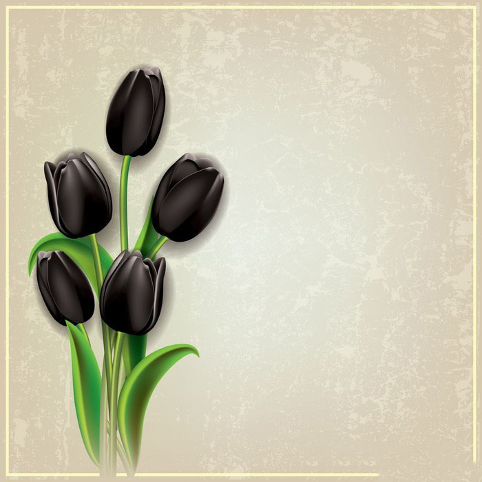 Tuyển tập hình ảnh hoa tulip đen đẹp nhất – Loài hoa chân thành, thủy chung - [Kích thước hình ảnh: 700x700 px]