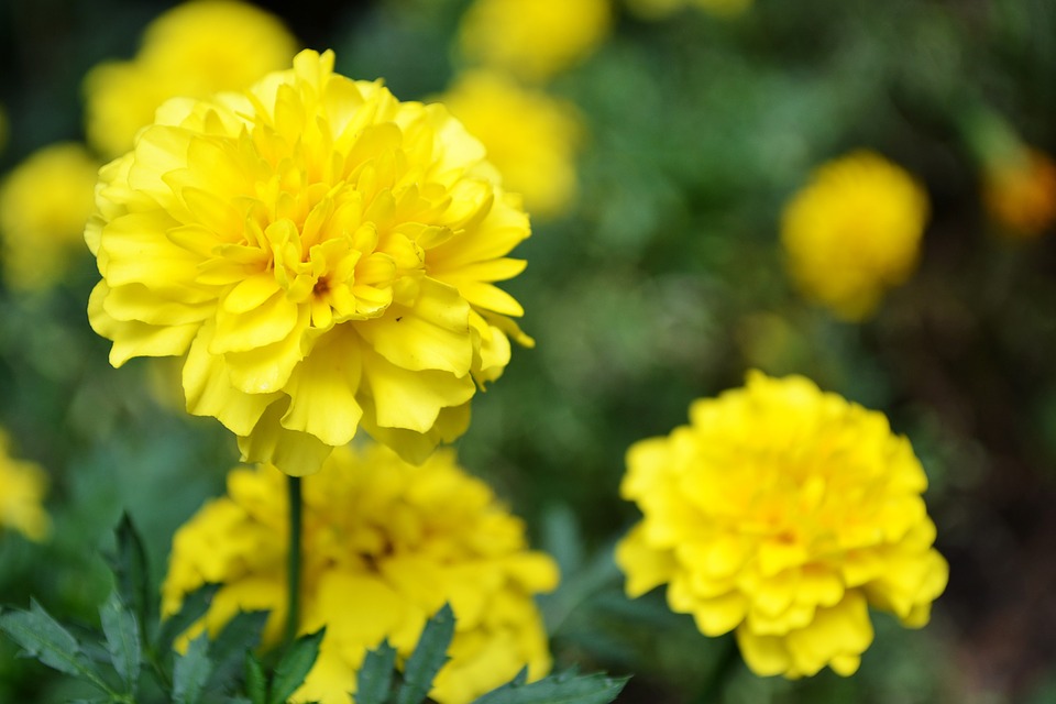 Tuyển tập hình ảnh hoa cúc vàng đẹp nhất – Loài hoa mộc mạc, thiêng liêng - [Kích thước hình ảnh: 960x640 px]